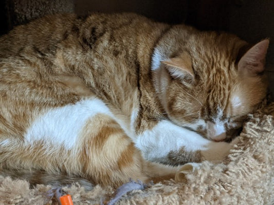 Jimmy Patterson, asleep
