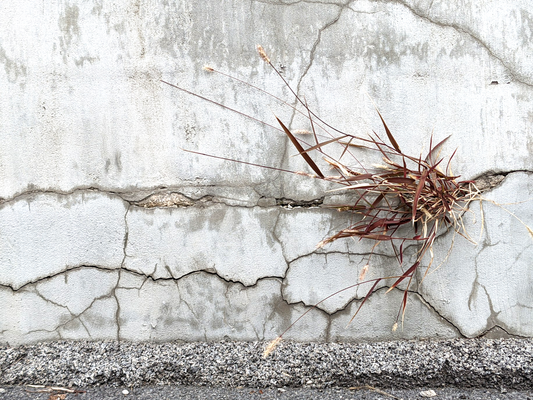 November wall bouquet in front of my parking spot, New York State Fairgrounds.