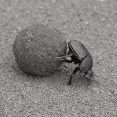 the loneliness of the hard-working dung beetle