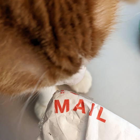 Helper Cat Jimmy Patterson opens Secret Lentil mail