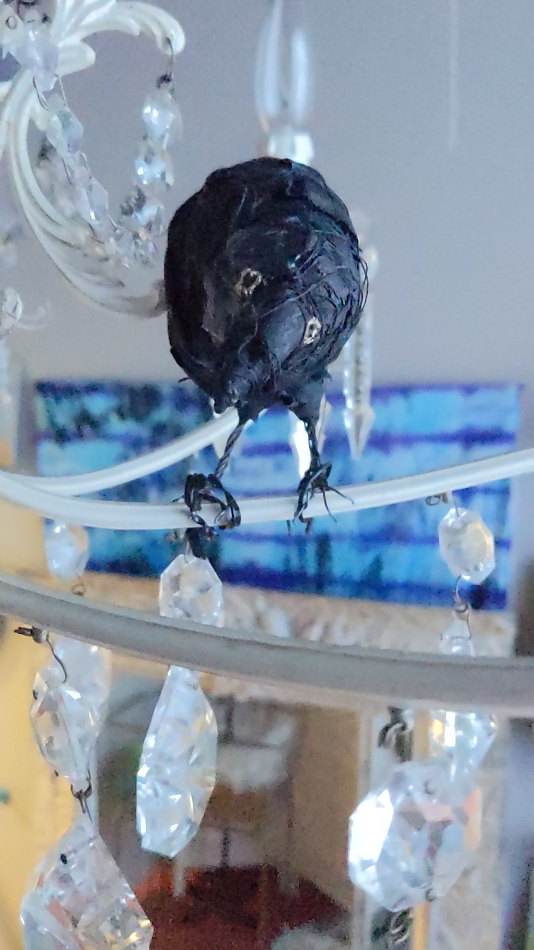 Load video: a chandelier and a raven